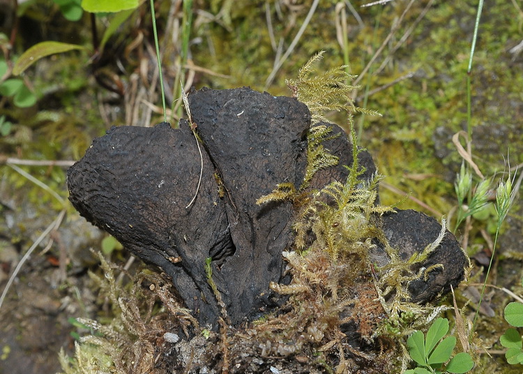 Un Ascomycetes particolare - Plectania sp.